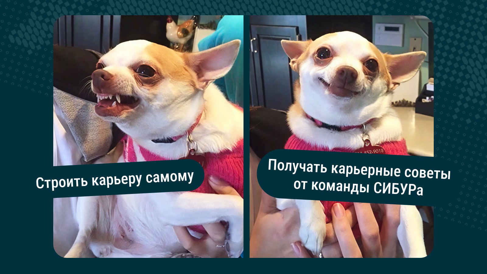 Карьера в СИБУРе. Новый
